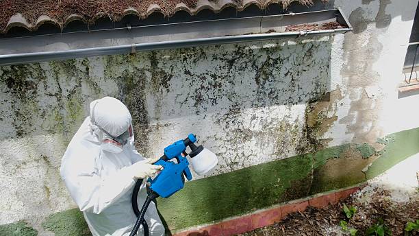 Trusted Basement Mold Remediation service in Hollsopple, PA - Cheap Mold Removal